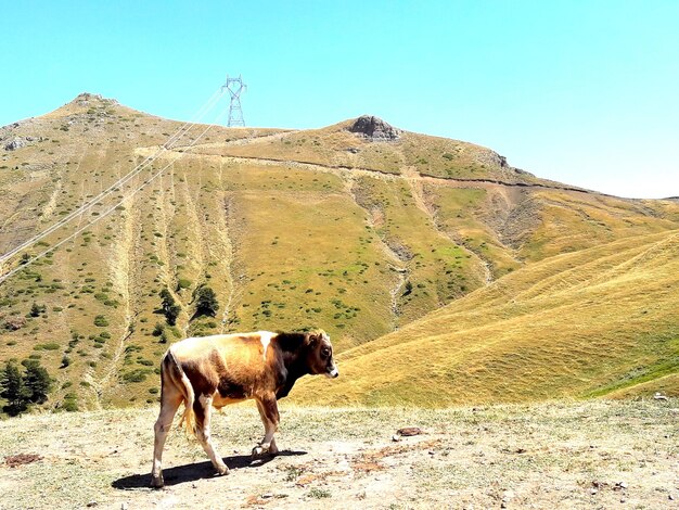 View of a horse on landscape