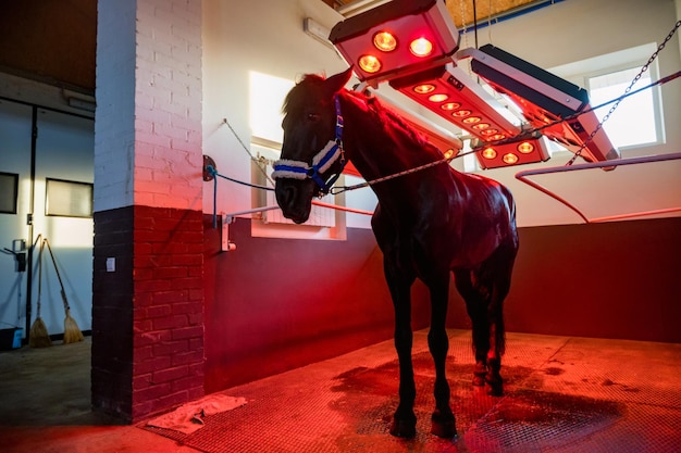 Foto vista del cavallo sotto la terapia della luce nel solarium