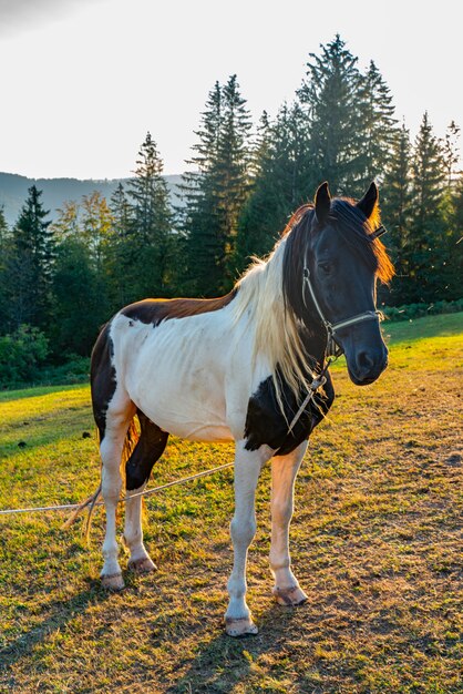 View at horse on pasture at Tara mountain in Serbia