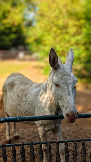 Photo view of horse in pen