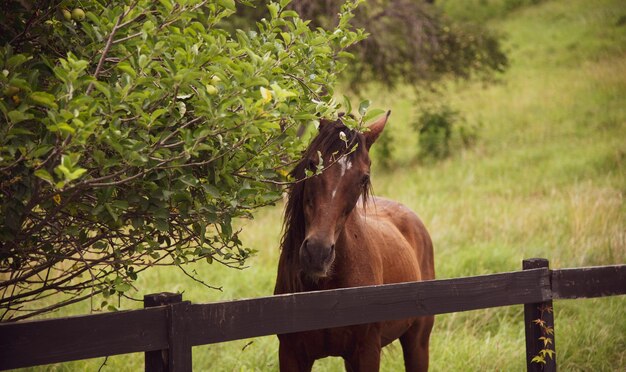 Foto vista di un cavallo in un ranch