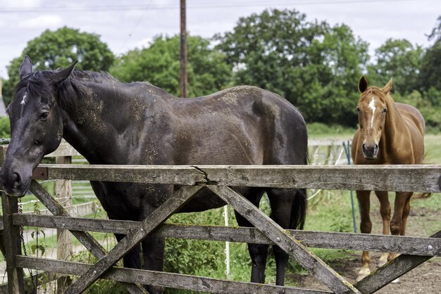 Foto veduta di un cavallo in un ranch