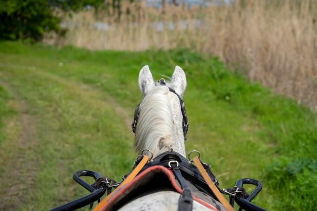 Photo view of horse riding on field