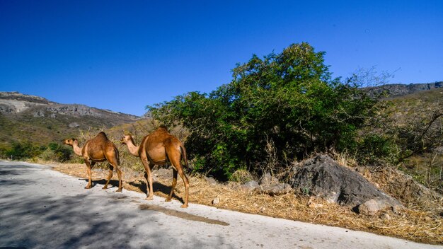 View of horse on road against clear blue sky