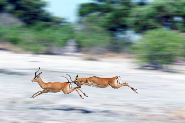 View of horse running on land