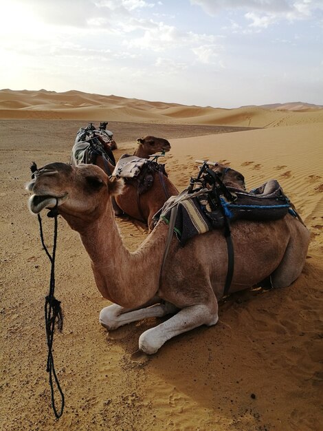 Photo view of a horse on sand