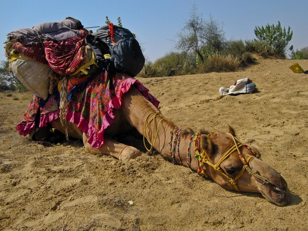 View of horse on sand