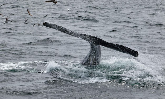 View of horse in sea