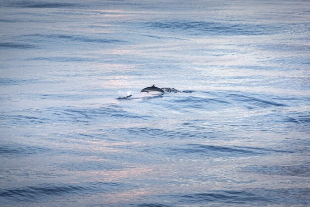 Photo view of horse in sea