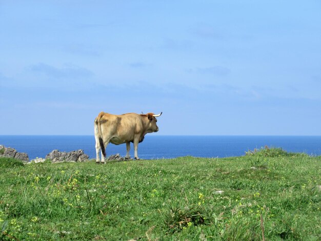 View of a horse in the sea