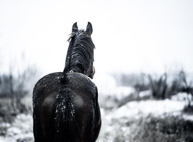 Photo view of a horse on snow