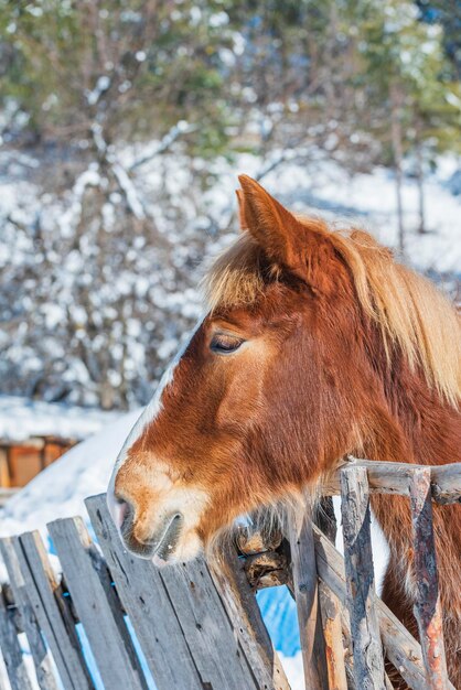 Foto vista di un cavallo sulla neve