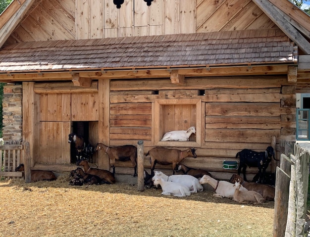 View of a horse in stable