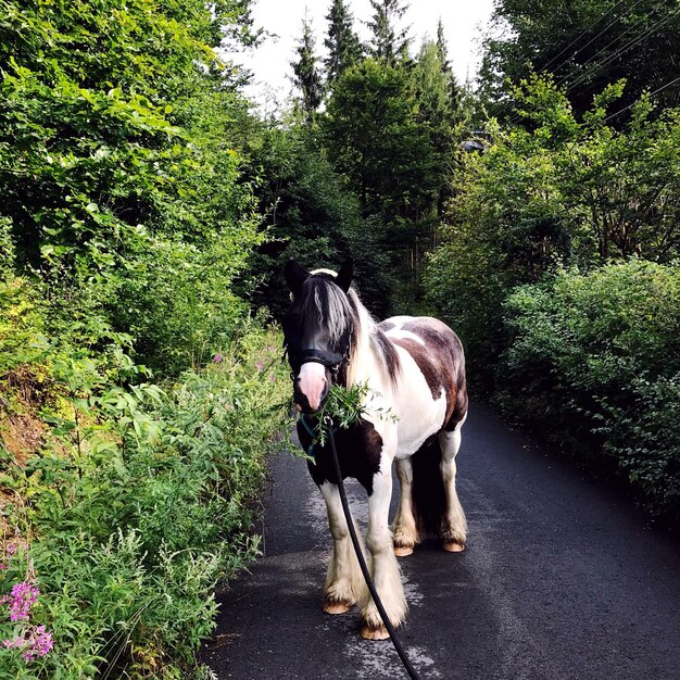 Photo view of horse standing on road