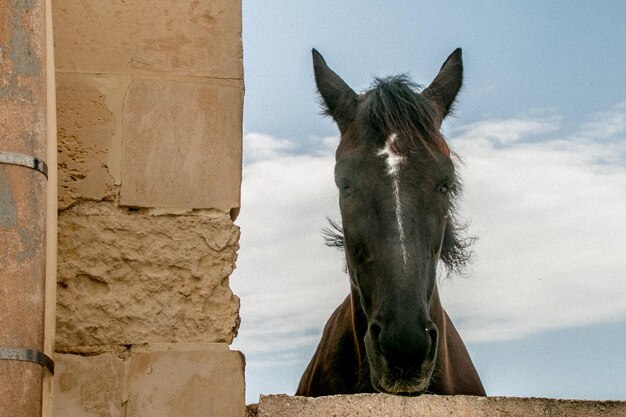 Foto la vista di un cavallo