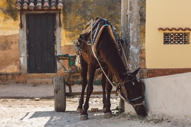 Foto la vista di un cavallo