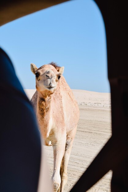 Photo view of a horse