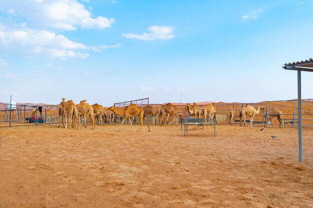 View of horses on field against sky