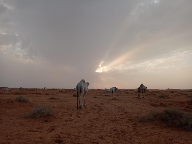 Foto vista di cavalli che pascolano nel campo