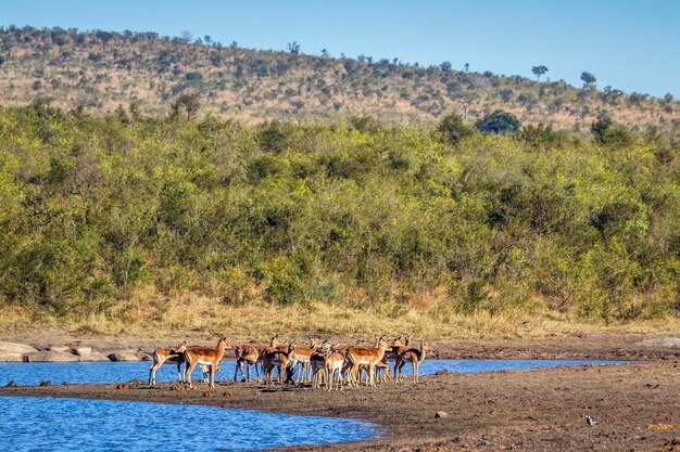 View of horses on land