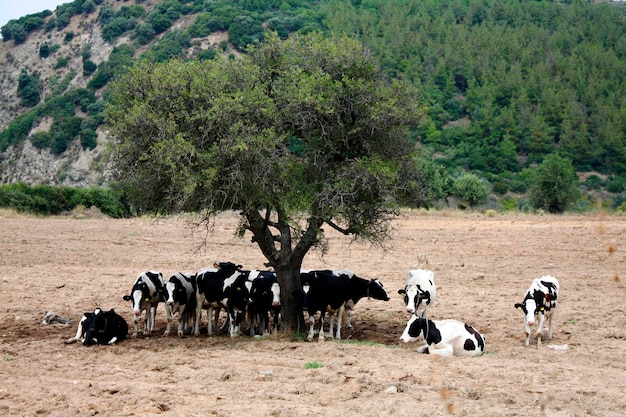 Foto vista dei cavalli sul paesaggio