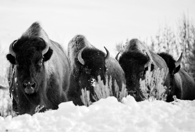 Photo view of horses on snow covered land