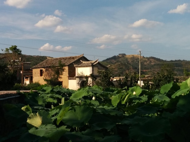 Photo view of house from plants in village against cloudy sky