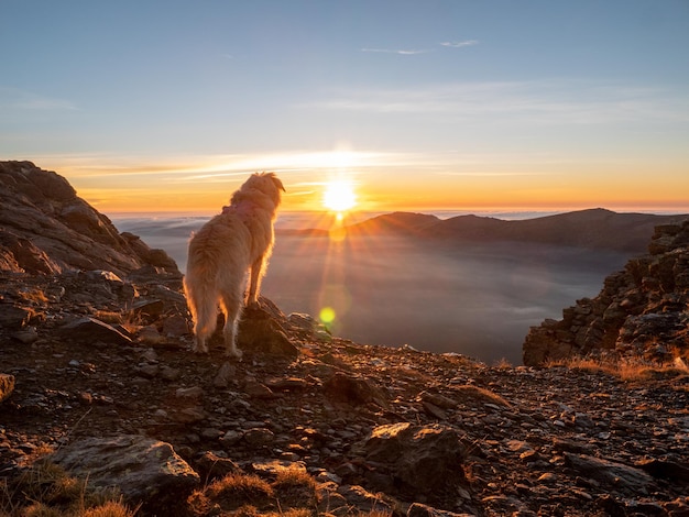 Photo view of a huntaway dog on the top of a mountain looking out at sunset against a cloudy sky