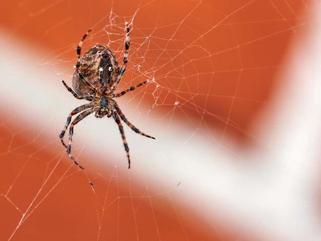 Below view of a hunting spider in a web isolated against a blurred red brick wall background Closeup of a striped brown and black walnut orb weaver spider The nuctenea umbratica is an arachnid