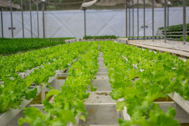 水耕栽培の緑の野菜農場の眺め。