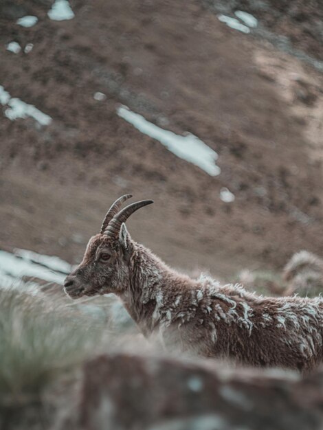 Photo view of ibex on land