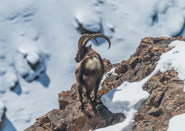 Photo view of an ibex on rock