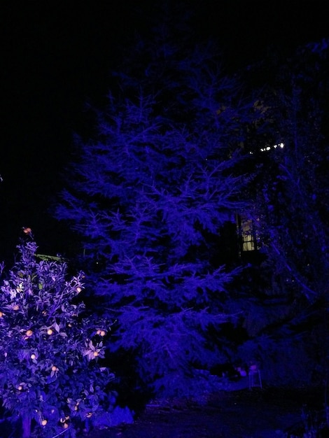 Photo view of illuminated purple flowers