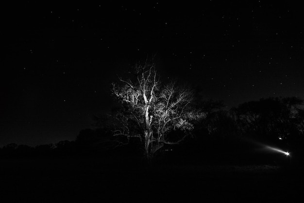 Photo view of illuminated trees at night