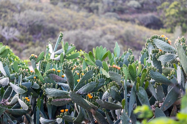 ウチワサボテン植物としても知られるインドのイチジクのウチワサボテンの眺め