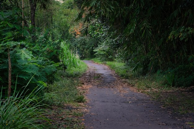 A view of Indonesian village road covered with various vegetation