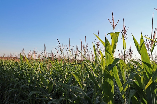 Photo view into a corn field distant horizon