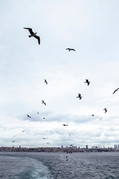 View of Istanbul from a ship at cloudy weather, flying seagulls, waves and foam as a trace from the boat, Turkey