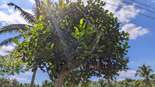 view of jackfruit tree