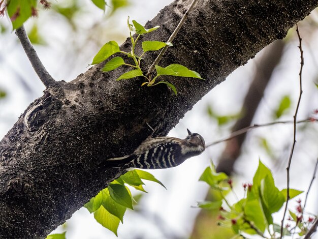 View of a Japanese pygmy woodpecker in a cherry tree