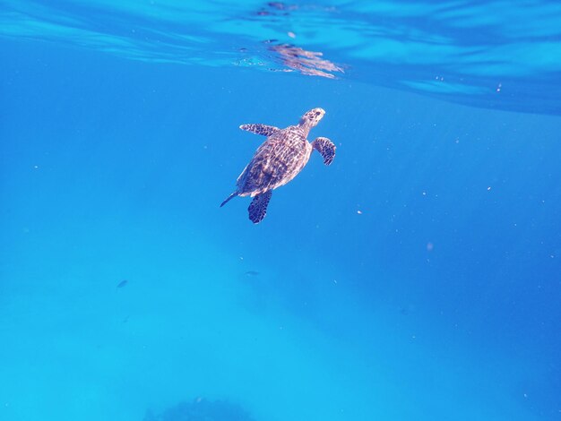 View of jellyfish in sea