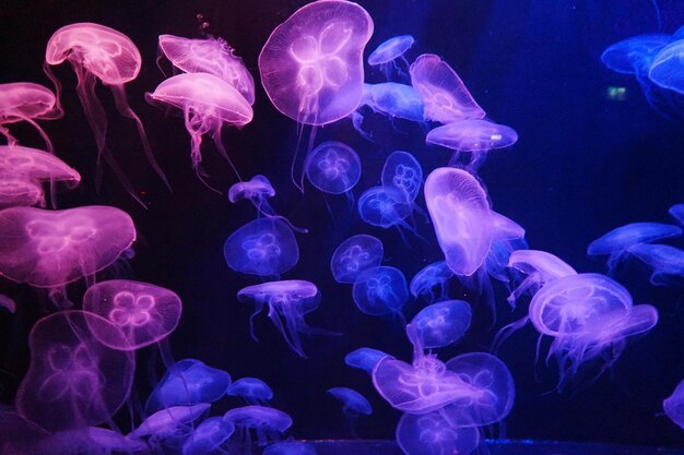 View of jellyfish in sea