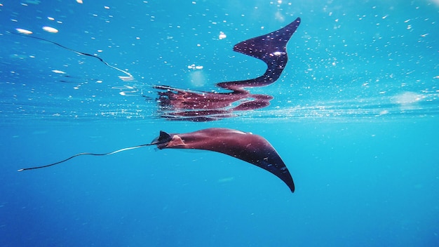 Foto veduta di meduse che nuotano in mare