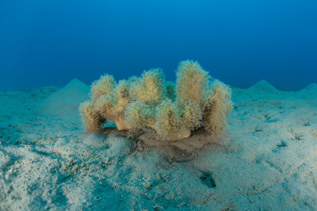 View of jellyfish swimming in sea