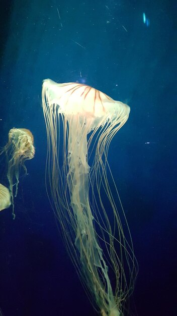 View of jellyfish swimming in sea