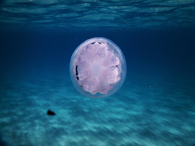 Veduta di meduse che nuotano in mare