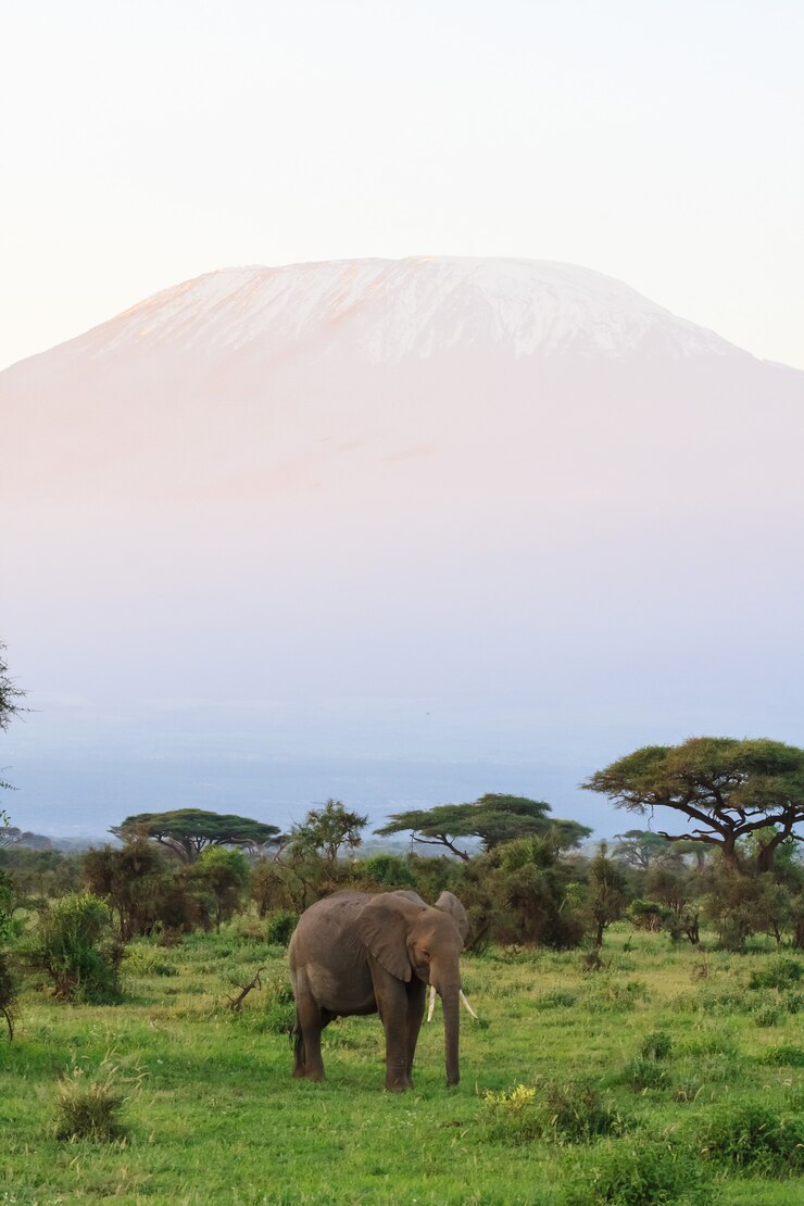 Photo view of kilimanjaro mountain with elephant