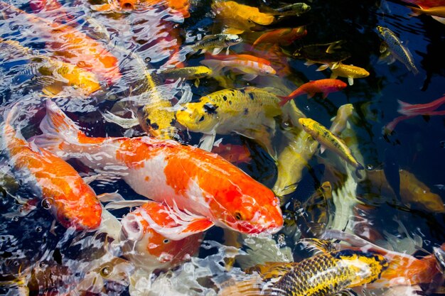 View of koi fish in sea