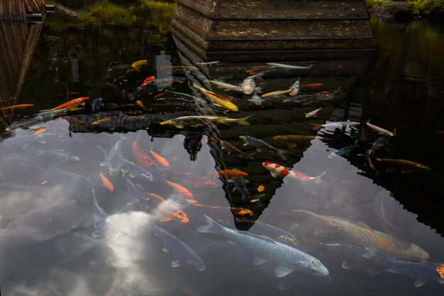 Photo view of koi fish in water