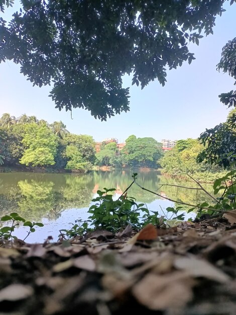 A view of a lake from the park